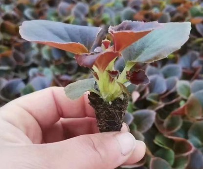 四季海棠（穴盤苗）